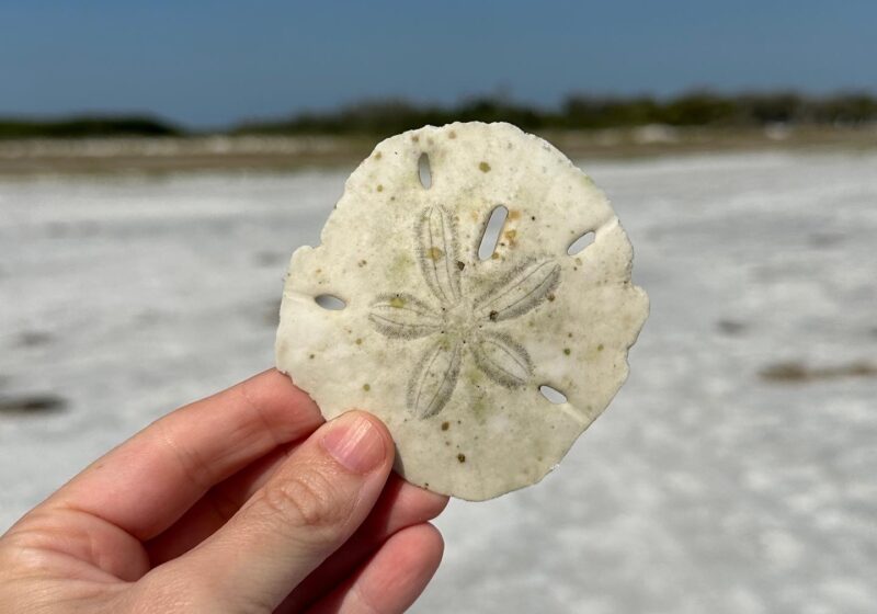 Florida's Hidden Gems: Top 5 Best Beaches